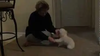 Teaching Toy Poodle Tricks (Judy instructing - Part 2)