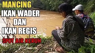 Mancing ikan wader dan regis || spot air keruh | masih bisa strek banyak