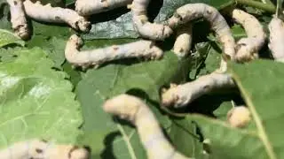Silkwarm রেশম পোকা #agriculture #insect #larvae #silk