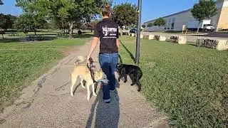 Bodie & Koa: Carl Levin Park Exposure