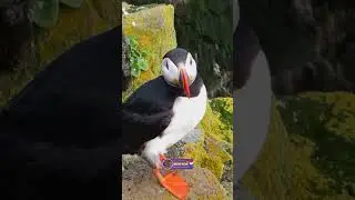 Puffin Birds Soundscapes | Ultimate Cuteness Showdown of the Seabird Colony| Creative Nature #birds