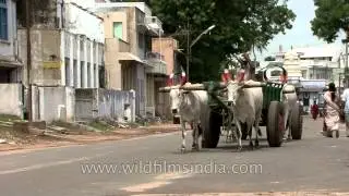 Bullock cart in Chennai, India