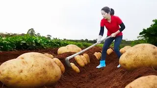 Harvesting 1000+kg GIANT Exotic Potato on The Field Goes To Market Sell, French Fries Recipe
