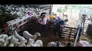 Summer Sheep Work: Lamb Dosing, Blowfly Prevention & Ram Selection | Roundwood Cheviot Farm
