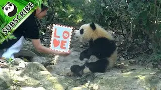 【Panda Top3】Your naughty kid refuses to take a shower