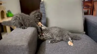Just a fight between sisters.😺😅