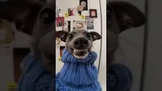 🔥 See My Stylish Dog in Full Swag Mode! 😎🐾