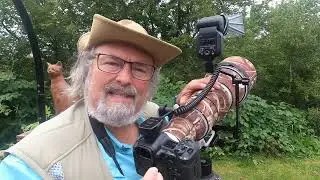 Photographier des colibris avec le Canon R5 MK-II