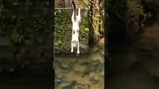 Dangerous Thips (09) #viral #cat #subscribe #cute #share  #trending #shorts #viralshorts