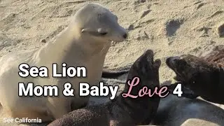 Cute Trouble Maker Baby & Loving Mommy ❤️ - Sea Lion Mom & Baby Love 4