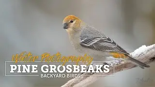 Wild Alaska: Pine Grosbeaks