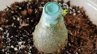 Grow Multiple branches in Adenium | Adenium Monsoon Care | Grow Adenium Faster