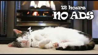 12 Hours UNINTERRUPTED of Cat Music for Senior Cats 😺 Soft Piano Help Cats Calm