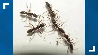 Invasive species, the Asian Needle Ant, spotted in at least 17 US states