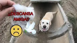 Murió mi perrita illa, descansa en paz!!😭😭😭
