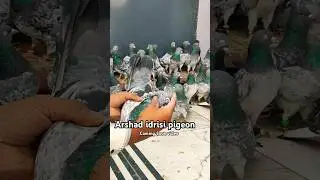Top High Flying Pigeons ? #pigeonvideo #highflyingpigeons #youtubeshorts #pigeonstatus