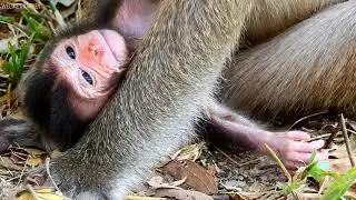 Young Mum Deedee Give Birth and Have Cute Face Baby Monkey Delena