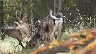 Můj Rok v Oboře Bělecký Mlýn = LISTOPAD = 1. část - Daněk a Jelen Sika
