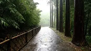 🌲 Sleep Instantly in a Serene Forest | ⛈️ Gentle Rain Sounds, Focus & Relaxation (10 Hours)
