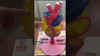 Students showcasing human heart with a working model at science exhibition.