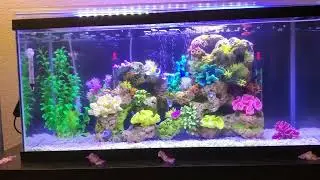 Artificial coral reef tank 😜