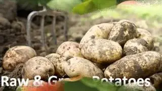 10 Fruits & Vegetables That Are Toxic to Dogs