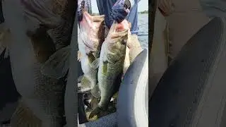 Now is the time to book your next #Guided #bass #fishing trip #orlando call 407-865-0911
