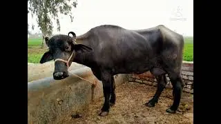 Body transformation of buffalo in 30 days .. awesome result 🐃🐃