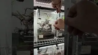 Dusting crickets and feeding some of my baby anole lizards 🦎 #HerpTime #lizard #anole #asmr #shorts