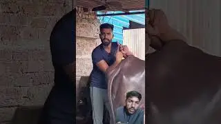 डेयरी फॉर्म के लिए कौन सा भूसा सही रहेगा #cow #buffalo #dairyfarm