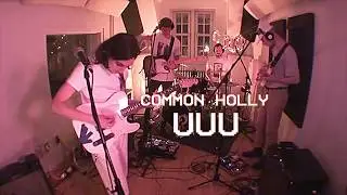 Common Holly - 