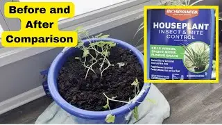 BioAdvanced Houseplant Insect & Mite Control (Before and After Test)