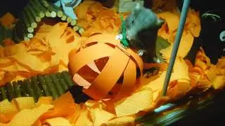 Cute Hamster Explores Halloween Themed Cage