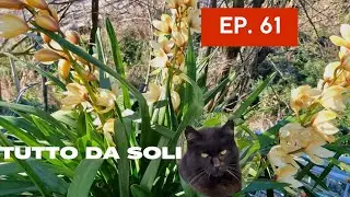 EP.61 CYMBIDIUM: CURARLI SENZA FAR NIENTE, LASCIARLI LIBERI DI VIVERE