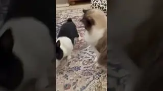 Cat and bunny&mdash;Good friends! #shorts #funnycats #cats #catlover #short #cuteanimals #cute