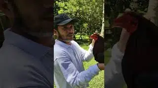 5 лучших родословных мастера-хэндлера Гаффера Лолоя на SF Gamefarm, принадлежащем г-ну Беботу &laquo;Браво&raquo; Ую.