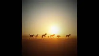 Bouncy Ride #edm #edms #electronicmusic #music #djdubstep #dancegenre #remix #dancemusic #horse