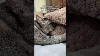 Anybody else's cat bites while kneading? #cat #pets #cute #catkneading #tabbycat #kneading