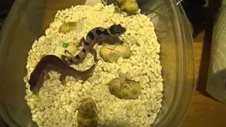 Moar babies!!
