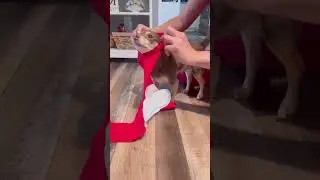 DIY belly band for small dogs