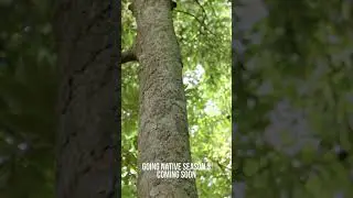 Going Native Season 3: Australian Digeridoo