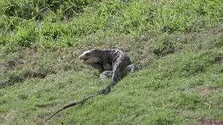 Wild green iguana in nature eating green grass Stock Footage 4k UHD 50 FPS