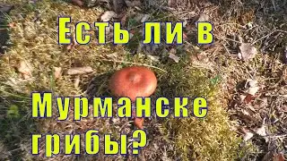 ЕСТЬ ЛИ В МУРМАНСКЕ ГРИБЫ? ПОЕХАЛИ ЗА ИВАН - ЧАЕМ/ 08 августа 2023
