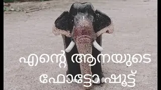 elephant photo shoot.elephant photography