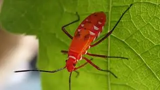 A Close-Up World, The Stunning Red Cotton Stainer Bug