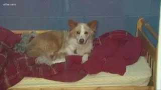 Affordable pet boarding options in North Texas