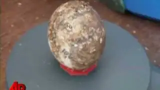 Experts Hope Giant Tortoise Eggs Will Hatch