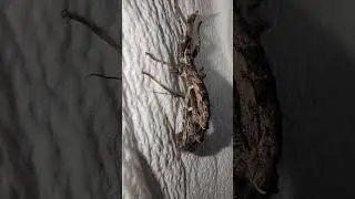 Sungaya stick bug molt - x4 speed 