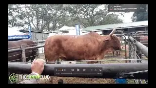 Bathurst Agricultural Show 2022