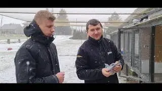 Paweł Medrysa - PZHGP 0388 Alwernia / Wyjątkowa Hodowla 🏆🐦